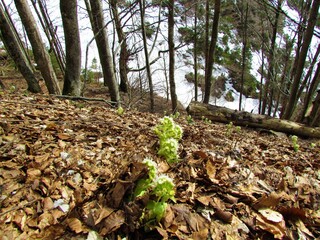 White blooming butterbur (Petasites hybridus) flowers in a beech (Fagus sylvatica) forest