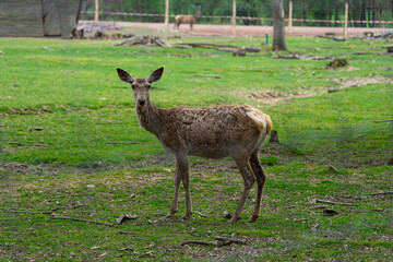 Naklejka na ściany i meble Deers in a animal Park. Deer. Stag.