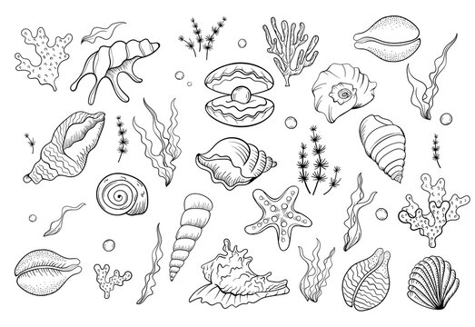 Sea shell pearl line art. Summer time beach shell. Vector hand drawn seashell. Nature ocean sketch mollusk. Water marine exotic animal, Scallop underwater tropical cockleshell.