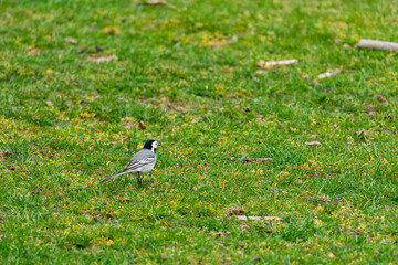 Little bird on a Meadow