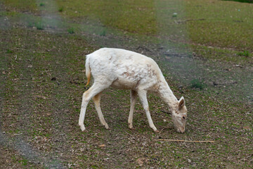 Obraz premium Little deers at a Park
