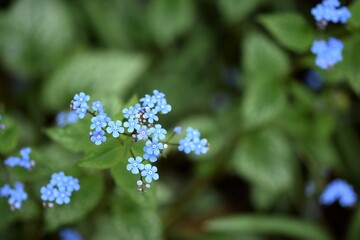 Obraz premium Siberian bugloss, brunnera spring flowers blooming 