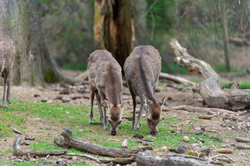 Deers in a animal Park. Deer. Stag.