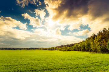 Field in the forest lit by the sun coming out from under the clouds