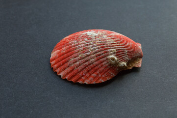 Seashell on a black background. Beautiful shell
