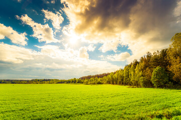 Field in the forest lit by the sun coming out from under the clouds
