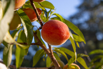 Fresh peaches growing on a tree