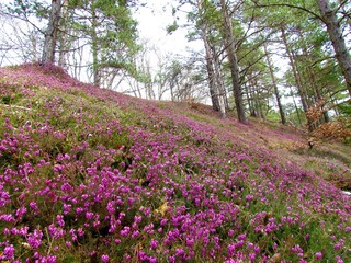 Pink winter heath flowers covering the ground in a european red pine (Pinus sylvestris) forest