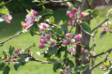 apfelblüte