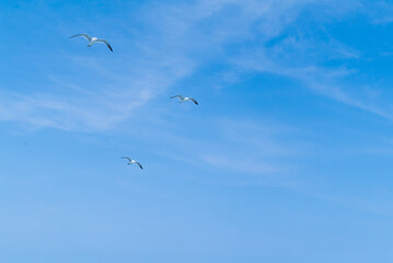 空を飛ぶ鳥
