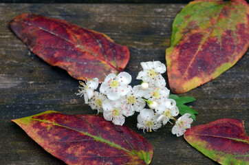 Medicinal plants: hawthorn flowers (Crataegus monogyna) on a wooden board