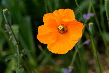 Orange Poppy Flower in the Field