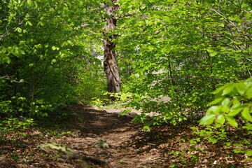 Forêt de hêtre verte et sentier