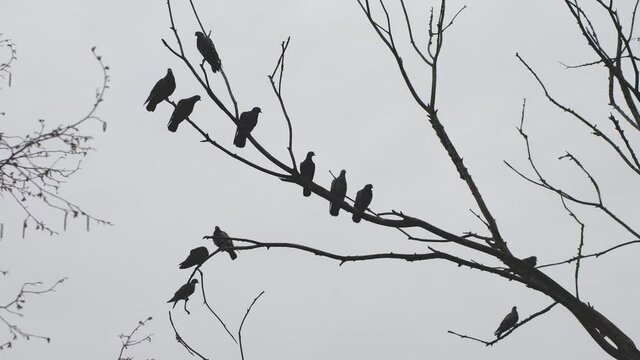 A flock of pigeons sits on a dry tree branch. Against the background of a gray rainy sky