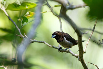 Obraz premium White-rumped Munia (Lonchura striata) on tree 
