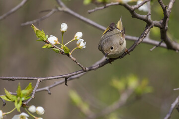  ruby-crowned kinglet (Regulus calendula)  in spring