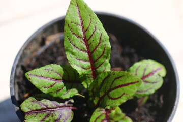 Szczaw gajowy Rumex sanguineus © Perovskia