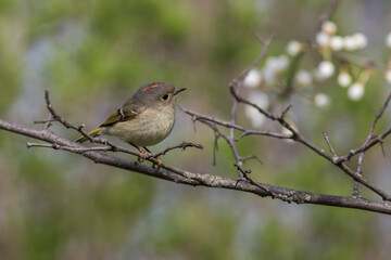  ruby-crowned kinglet (Regulus calendula)  in spring