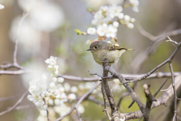  ruby-crowned kinglet (Regulus calendula)  in spring