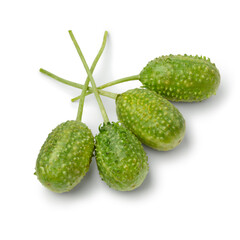 Group of fresh raw whole wild cucumbers close up isolated on white background 