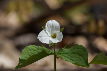 Trillium grandiflorum, the white trillium, large-flowered trillium, great white trillium, white wake-robin