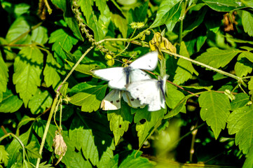 at the moment of the copulation of the butterflies