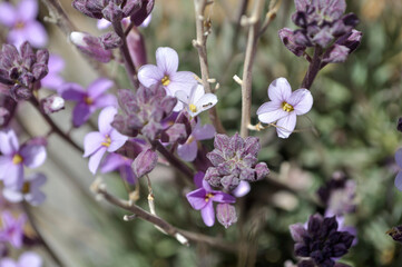 The way to spread your Canary Cedar seeds are small balls that will roll away from their mother tree