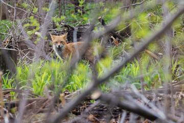 female red fox spring