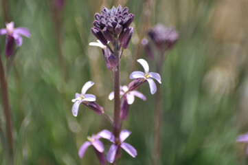 The way to spread your Canary Cedar seeds are small balls that will roll away from their mother tree