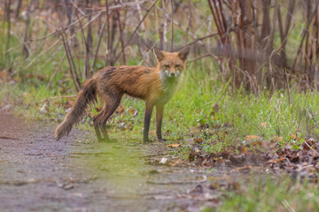 Naklejka na ściany i meble female red fox in spring
