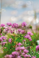 Fototapeta premium Close-up shot of Asperula hirsuta flower