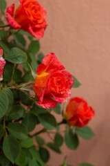 Floribunda Rose with Beautiful Orange and pink color in Organic garden,Italy.