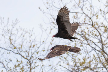 Turkey vulture (Cathartes aura) in spring migration