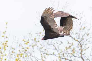 Turkey vulture (Cathartes aura) in spring migration