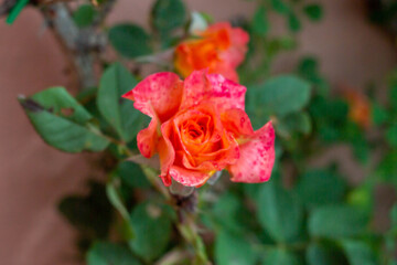 Floribunda Rose with Beautiful Orange and pink color in Organic garden,Italy.