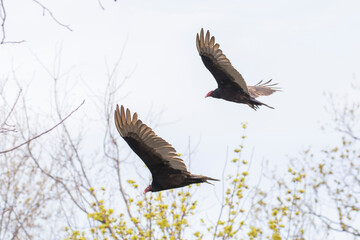 Fototapeta premium Turkey vulture (Cathartes aura) in spring migration