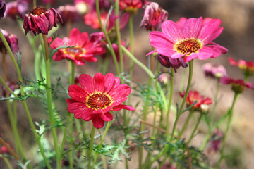 Obraz premium Beautiful red daisies in the field 