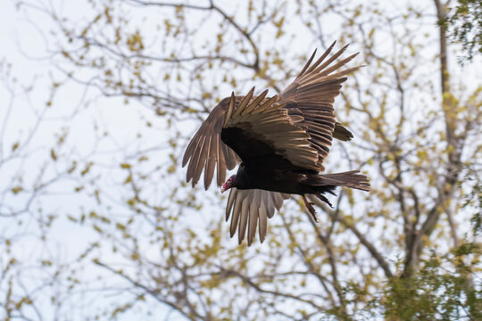 Turkey vulture (Cathartes aura) in spring migration
