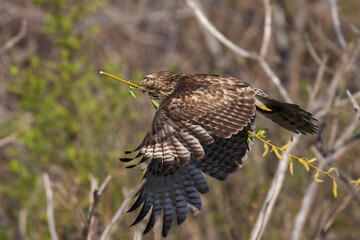 Nesting red shouldered hawk (Buteo lineatus) in flight