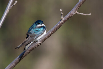  tree swallow (Tachycineta bicolor) in spring