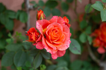 Beautiful Orange and pink color of Floribunda Rose in Organic garden,Italy.