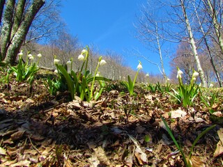 White blooming spring snowflake flowers with blue sky in the background