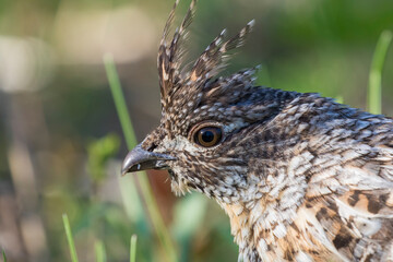 ruffed grouse (Bonasa umbellus) portrait in spring