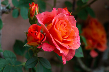 Close up of Floribunda Rose with Beautiful Orange and pink color in Organic garden,Italy.