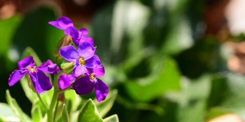 Fioletowe drobne kwiaty żagwinu (Aubrieta Adans), popularnie zwanego 'blaukissen'