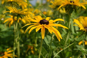 Yellow rudbeckia flower. Rudbeckia close-up photo