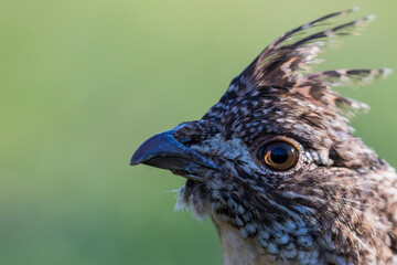 ruffed grouse (Bonasa umbellus) portrait in spring
