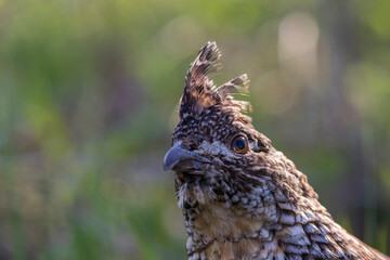 ruffed grouse (Bonasa umbellus) portrait in spring