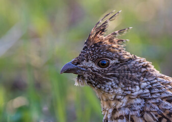 ruffed grouse (Bonasa umbellus) portrait in spring