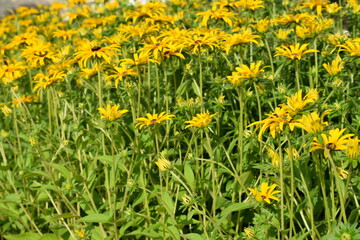 Obraz premium Rudbeckia in the garden